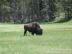Bison enjoyning their time (7).jpg (104kb)